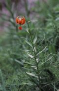 Lilium pomponium